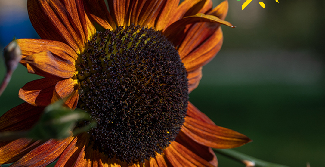 In der Mediathek: hoffnungsfest 2021