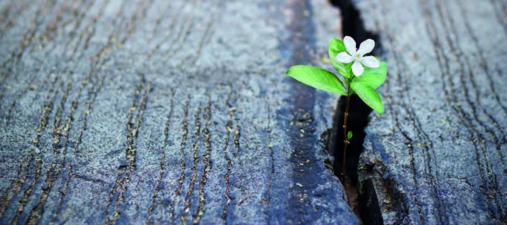 Unsere Hoffnung ist groß – auch im Erdbeben